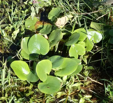 Foto dokumenter Caldesia parnassifolia