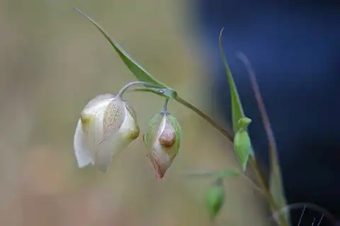 Foto dokumenter Calochortus albus