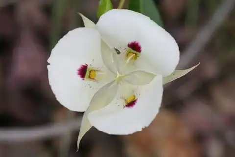 Foto dokumenter Calochortus eurycarpus
