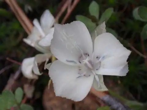 Foto dokumenter Calochortus minimus