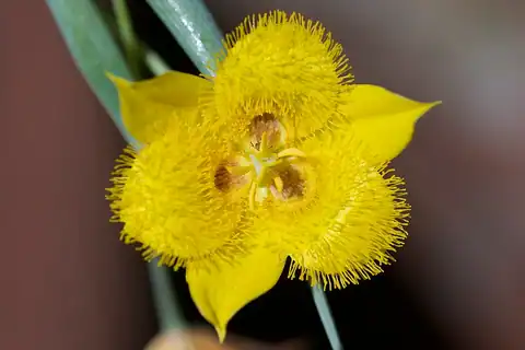 Foto dokumenter Calochortus monophyllus