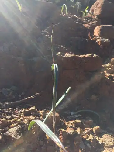 Foto dokumenter Calochortus raichei
