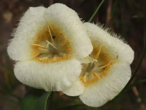 Foto dokumenter Calochortus subalpinus