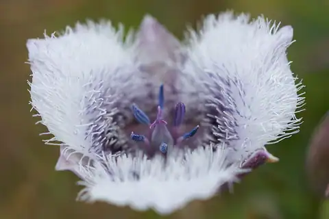 Foto dokumenter Calochortus tolmiei