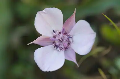 Foto dokumenter Calochortus umbellatus