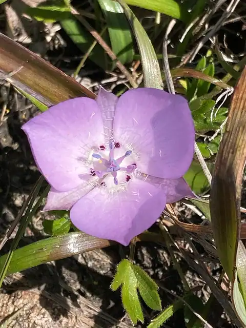 Foto dokumenter Calochortus uniflorus