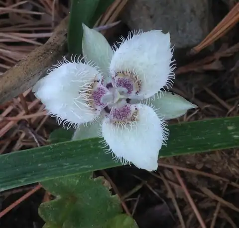 Foto dokumenter Calochortus westonii