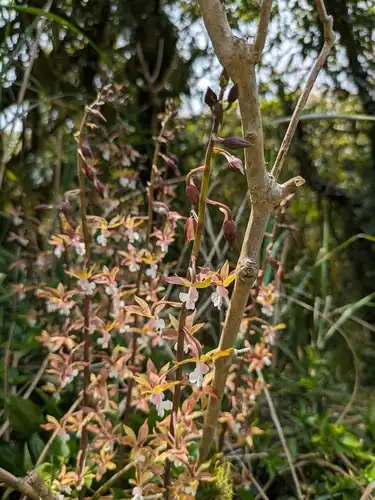 Foto dokumenter Calanthe graciliflora