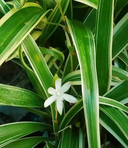 Foto dokumenter Chlorophytum laxum