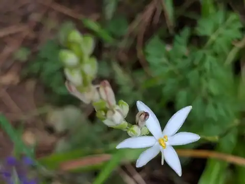 Foto dokumenter Chlorophytum nepalense