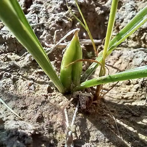 Foto dokumenter Colchicum kesselringii
