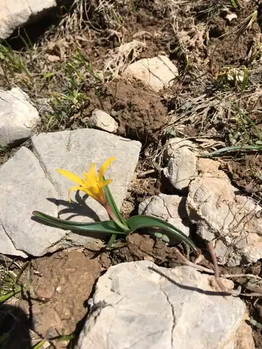 Foto dokumenter Colchicum luteum
