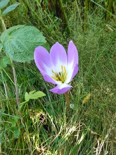 Foto dokumenter Colchicum speciosum