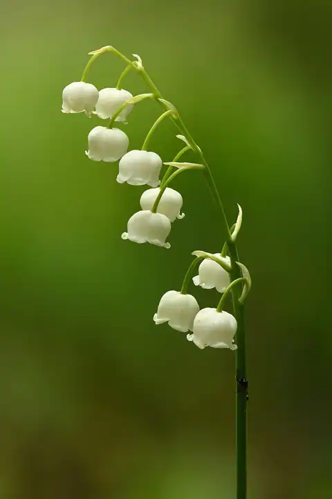 Foto dokumenter Convallaria majalis