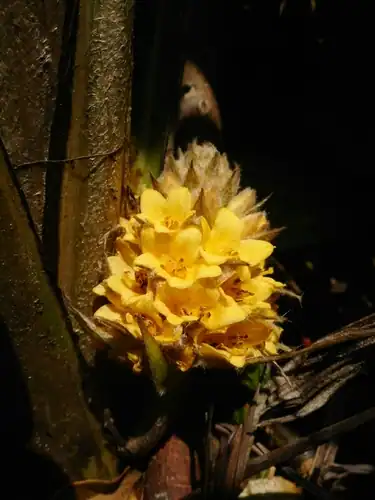 Foto dokumenter Curculigo capitulata