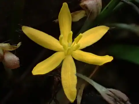 Foto dokumenter Curculigo orchioides