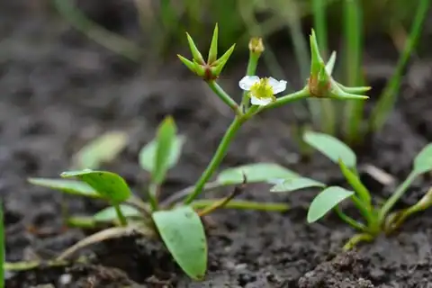 Foto dokumenter Damasonium alisma