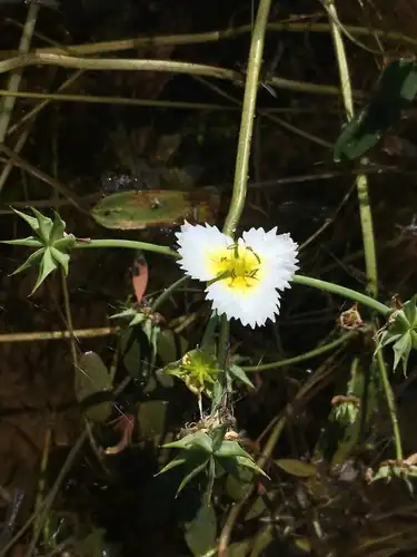 Foto dokumenter Damasonium californicum