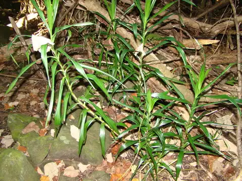 Foto dokumenter Dracaena angustifolia
