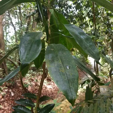 Foto dokumenter Dracaena cantleyi