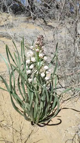Foto dokumenter Eremurus anisopterus