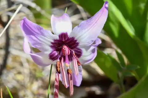 Foto dokumenter Erythronium hendersonii