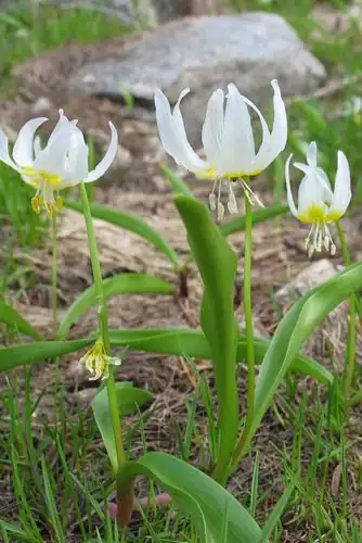 Foto dokumenter Erythronium klamathense