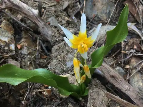 Foto dokumenter Erythronium pusaterii