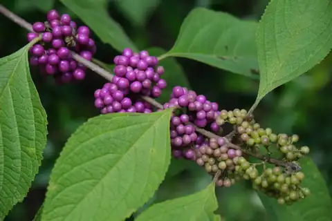 Foto dokumenter Callicarpa americana