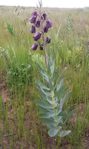 Foto dokumenter Fritillaria persica