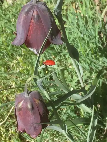 Foto dokumenter Fritillaria pyrenaica