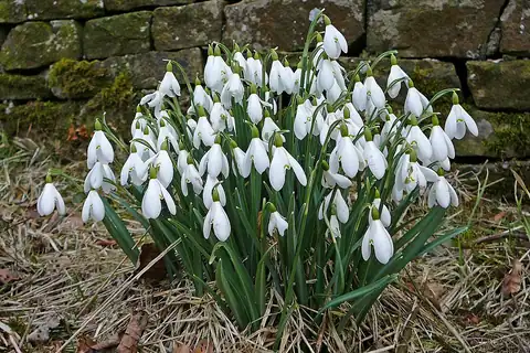Foto dokumenter Galanthus nivalis