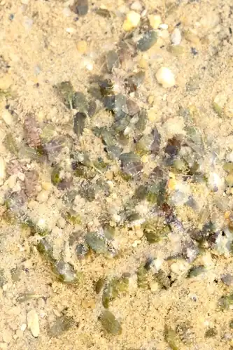 Foto dokumenter Halophila beccarii