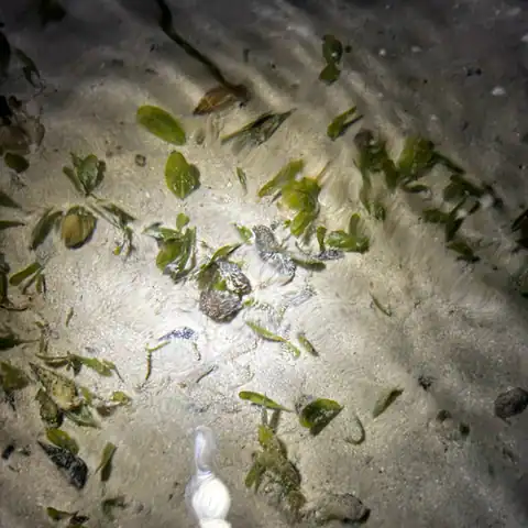 Foto dokumenter Halophila minor