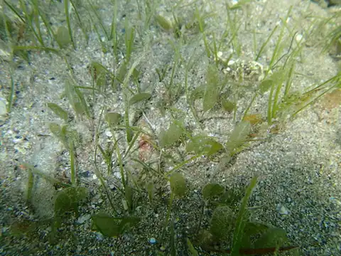 Foto dokumenter Halophila ovalis
