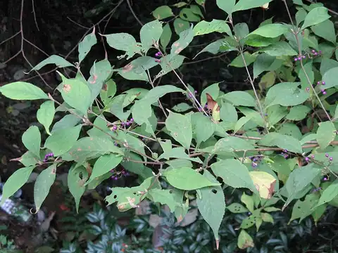 Foto dokumenter Callicarpa japonica