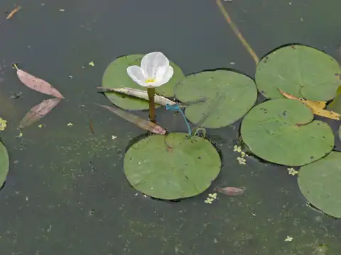 Foto dokumenter Hydrocharis dubia