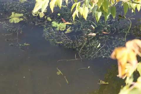 Foto dokumenter Najas major