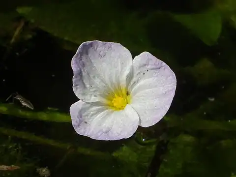 Foto dokumenter Ottelia alismoides
