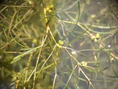Foto dokumenter Potamogeton foliosus