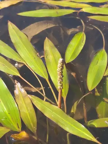 Foto dokumenter Potamogeton illinoensis