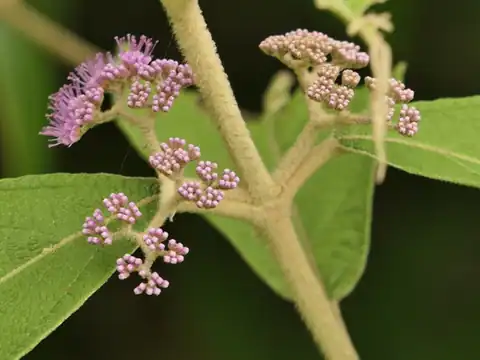 Foto dokumenter Callicarpa macrophylla