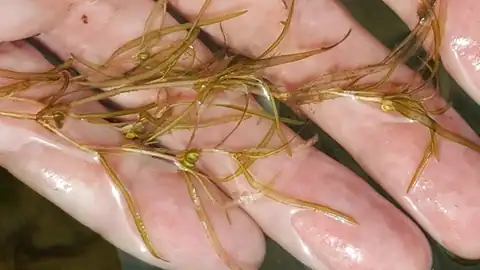 Foto dokumenter Potamogeton spirillus
