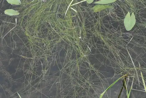 Foto dokumenter Potamogeton trichoides