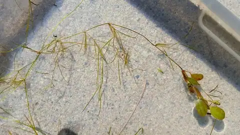Foto dokumenter Potamogeton vaseyi