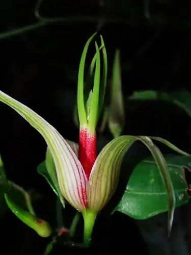 Foto dokumenter Stemona tuberosa