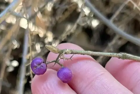 Foto dokumenter Callicarpa nudiflora