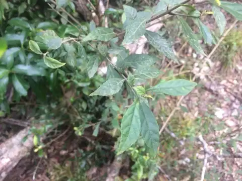 Foto dokumenter Callicarpa remotiserrulata