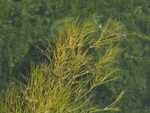 Foto dokumenter Stuckenia pectinata