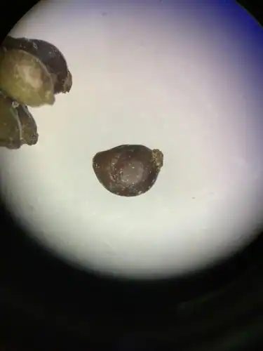 Foto dokumenter Stuckenia filiformis